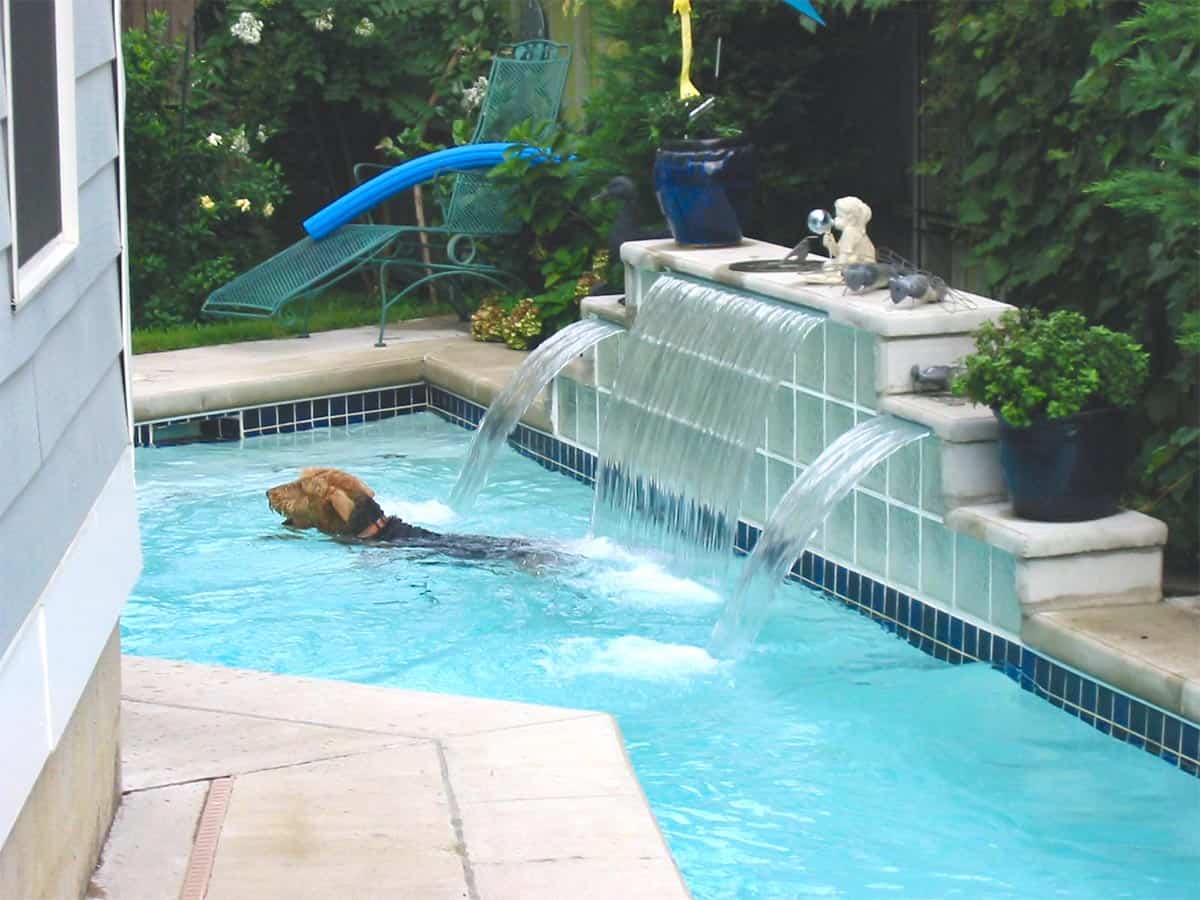 Pet dog enjoying swimming in the pool on a hot afternoon.